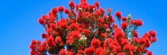 pedro lima bomfim banner