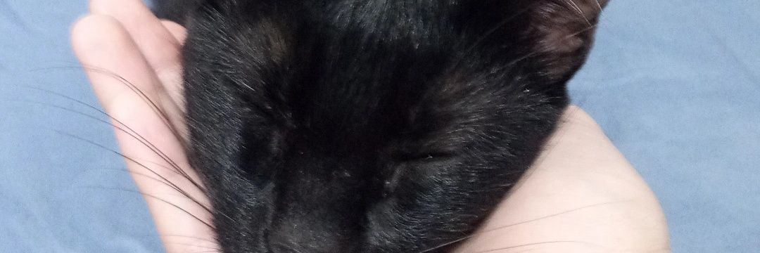 barrientosluana's profile banner image
