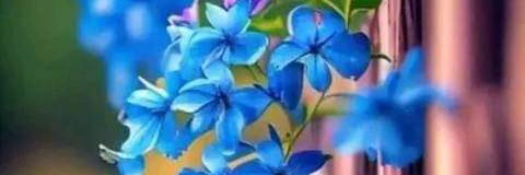 paularocio26's profile banner image