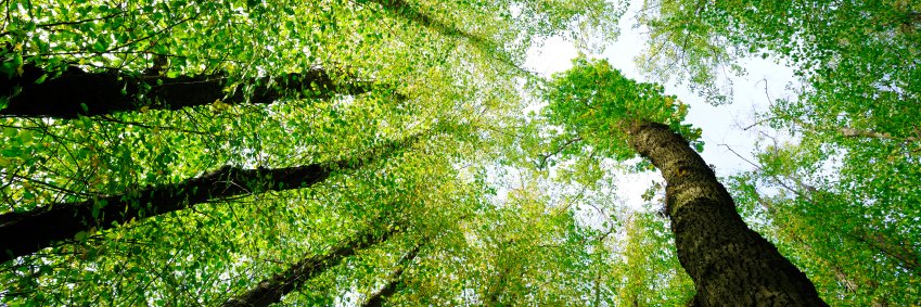 Research on Renewable Energy and Sustainability banner