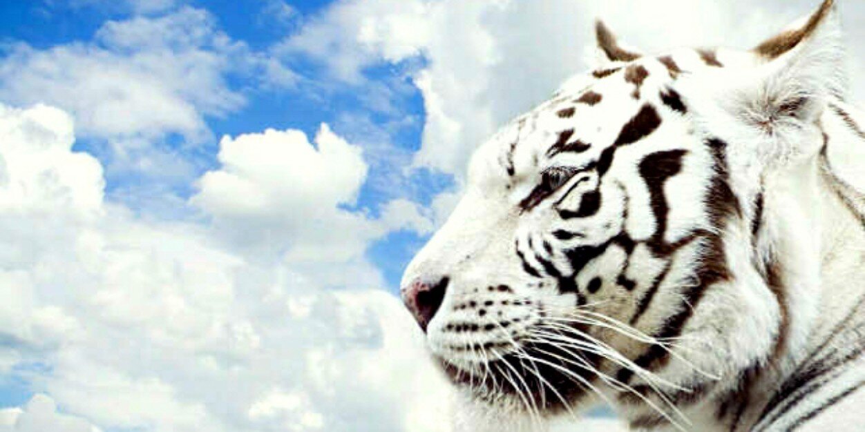 sameBMS's profile banner image