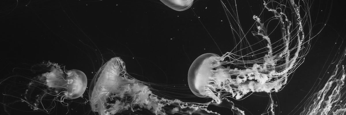 Poli_vasquez's profile banner image