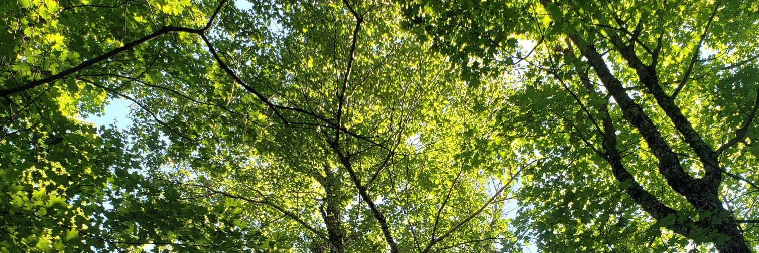 CDiddlyD 🍂🌻✝️ banner