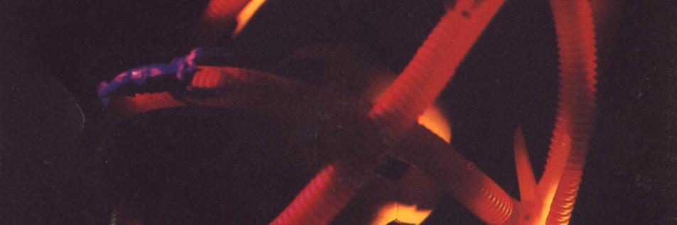 pela banner