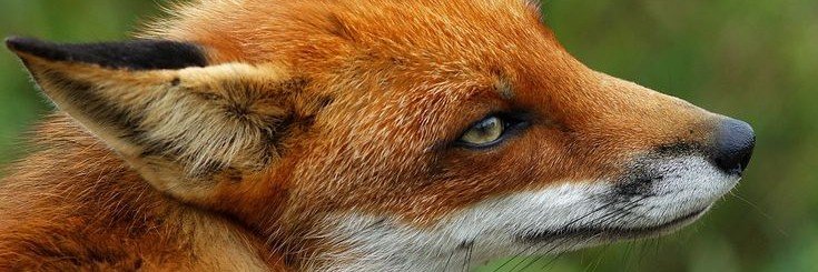 borgen_xx's profile banner image