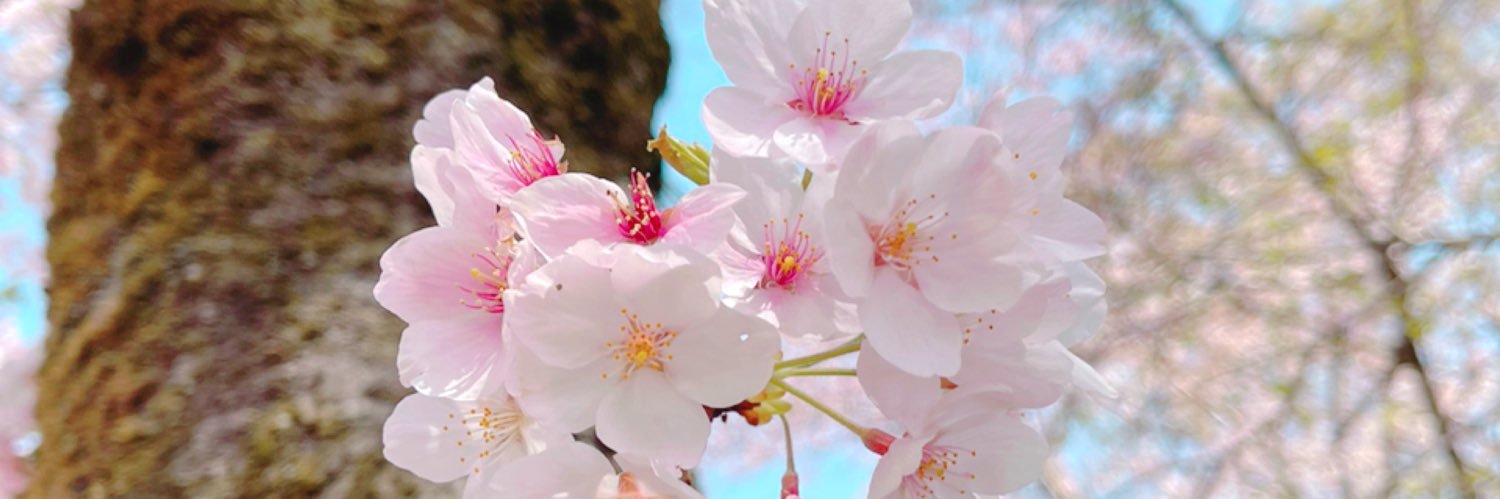 桜田キョーコ banner