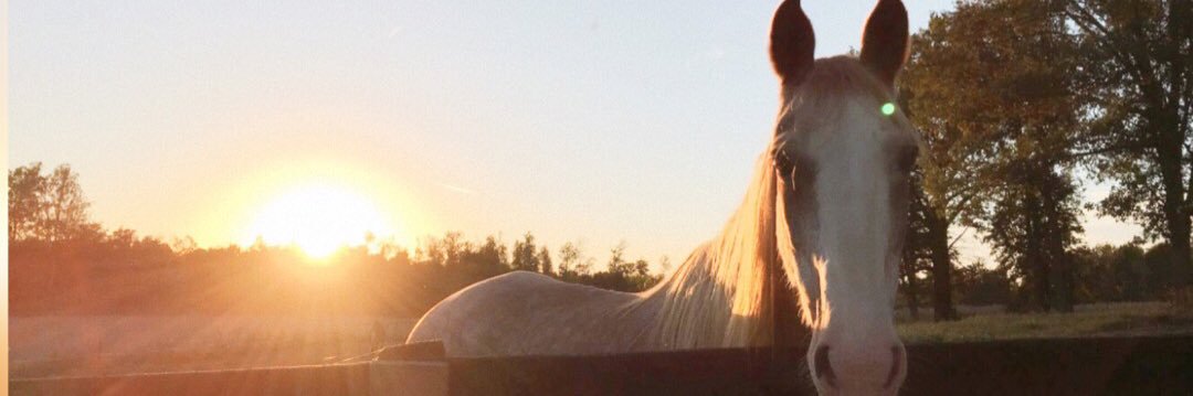 MallloryN's profile banner image