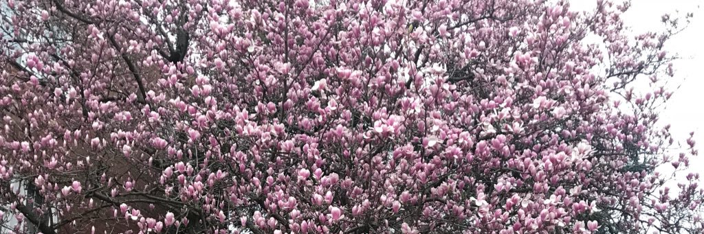 alliolson10's profile banner image