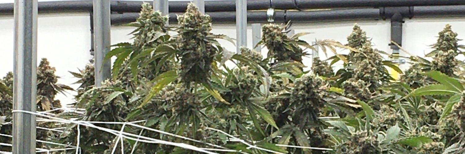 Dabbr banner