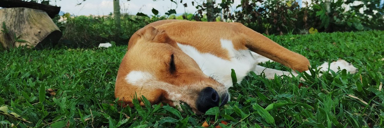 CrisalejoP's profile banner image