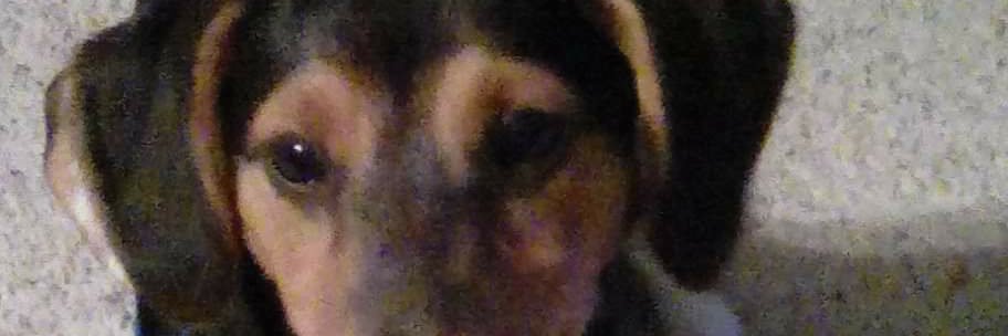 BansheeMalthus's profile banner image