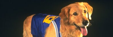 Daniel, Notorious Lover of Air Bud Film Franchise banner