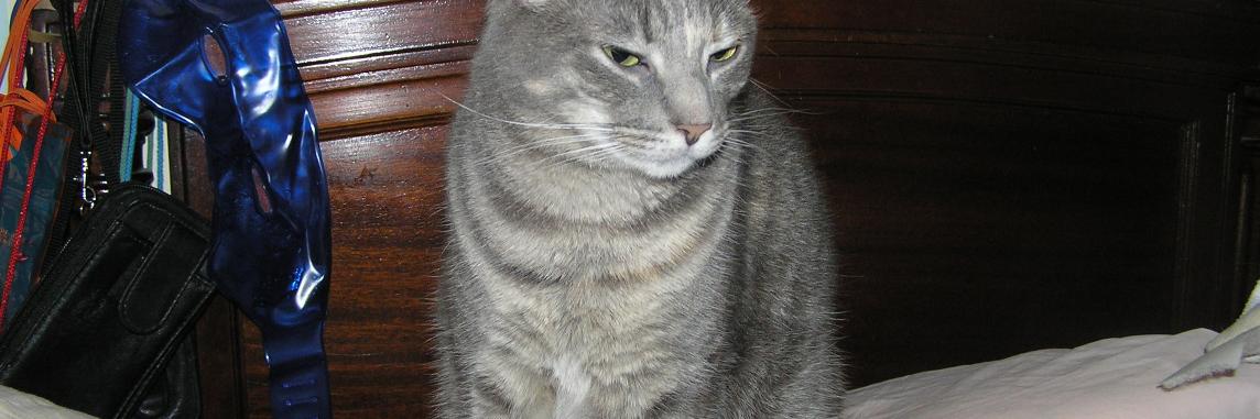 Barbara A. Rice fka fabucat banner