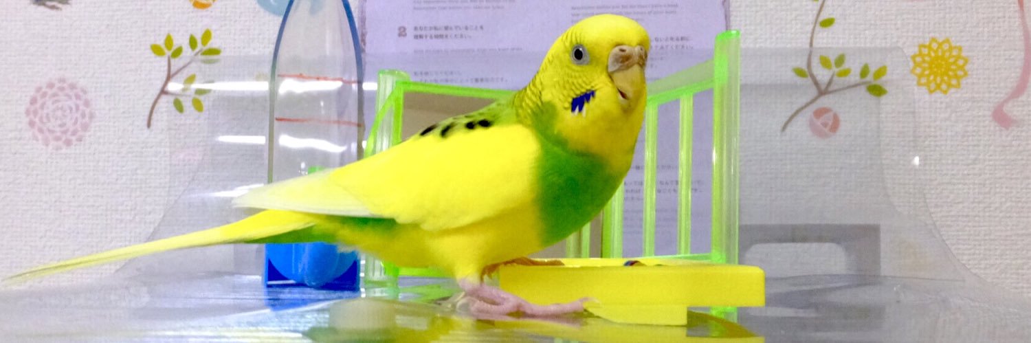 テル@迷子鳥セキセイインコ モコ ♀探してます (情報提供、拡散協力ありがとう🙇‍♀️)低浮上 banner
