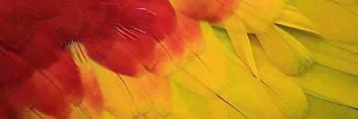 AmazonCalendar's profile banner image
