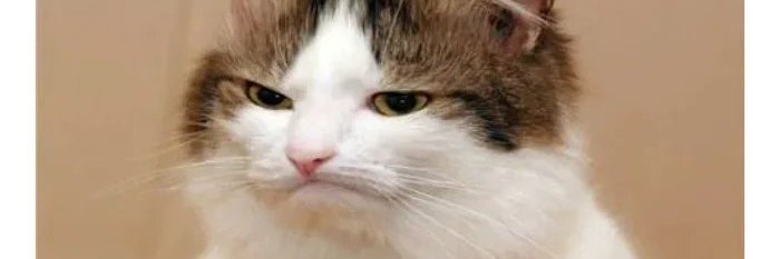 hyddar's profile banner image