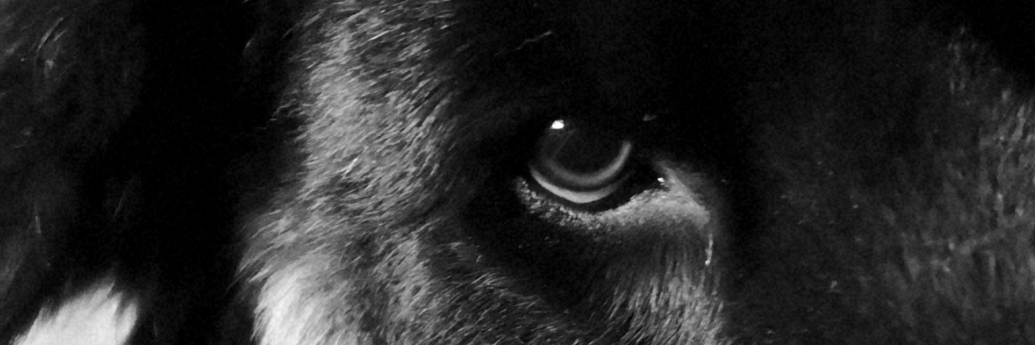 Rocoiv's profile banner image