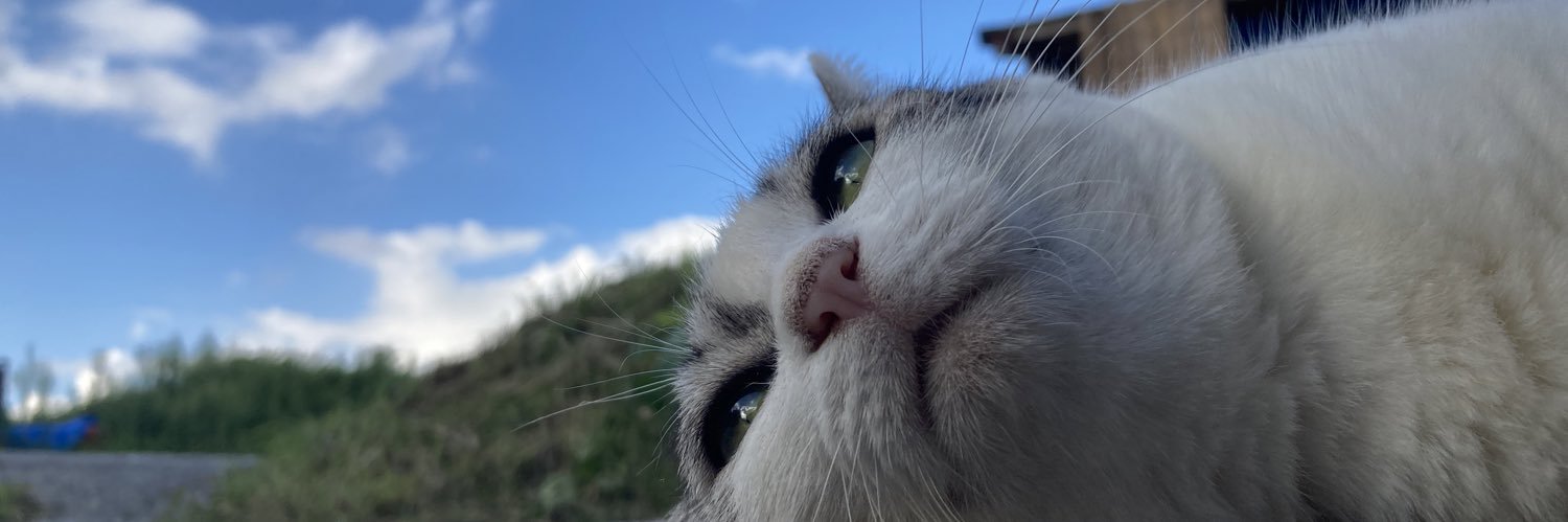 AI_kitten_bot's profile banner image