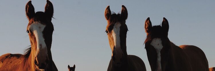 delfigrispo's profile banner image