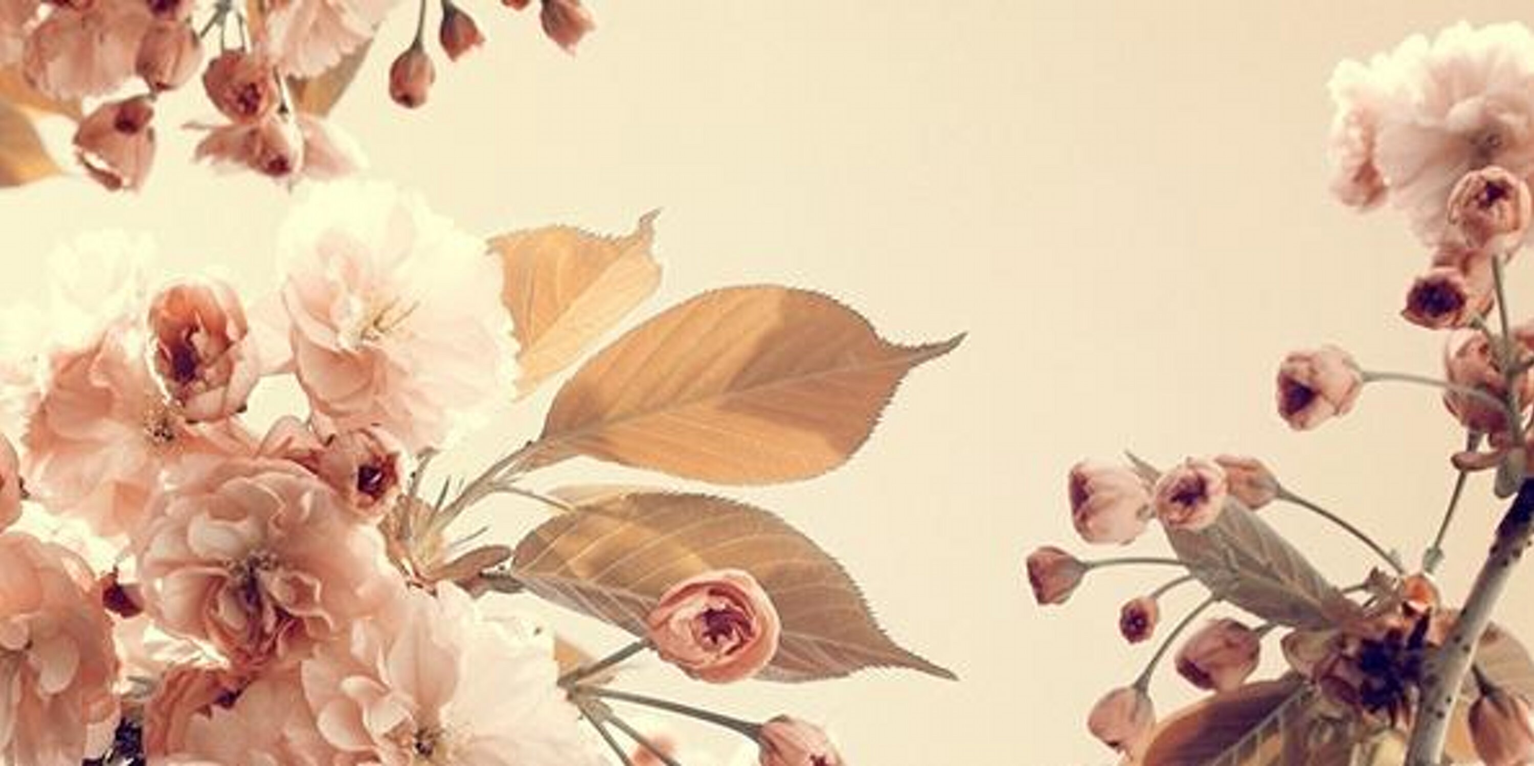 boby_cheri's profile banner image