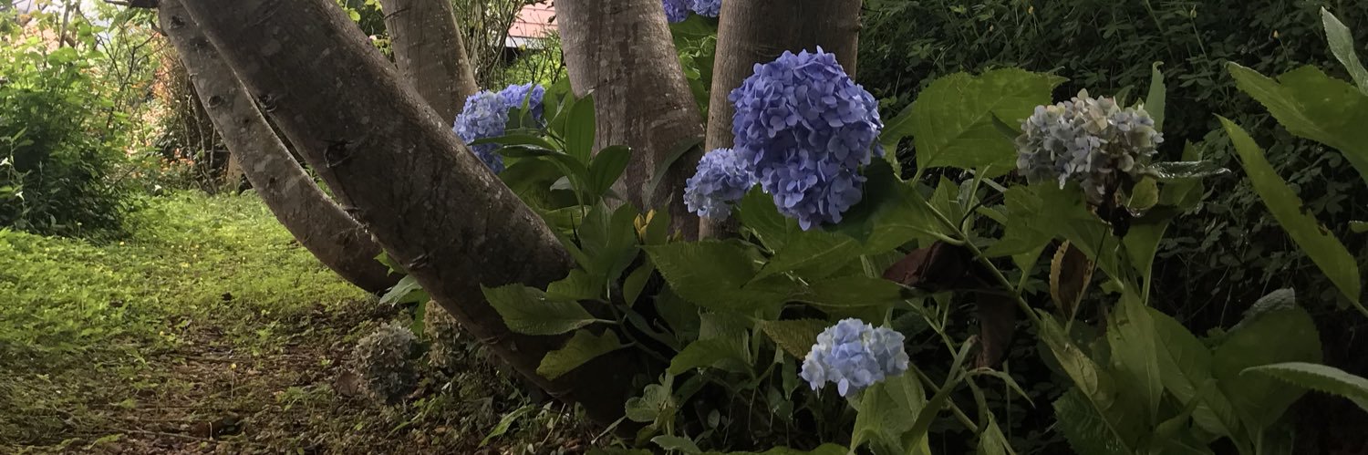 Ilikebrownie's profile banner image