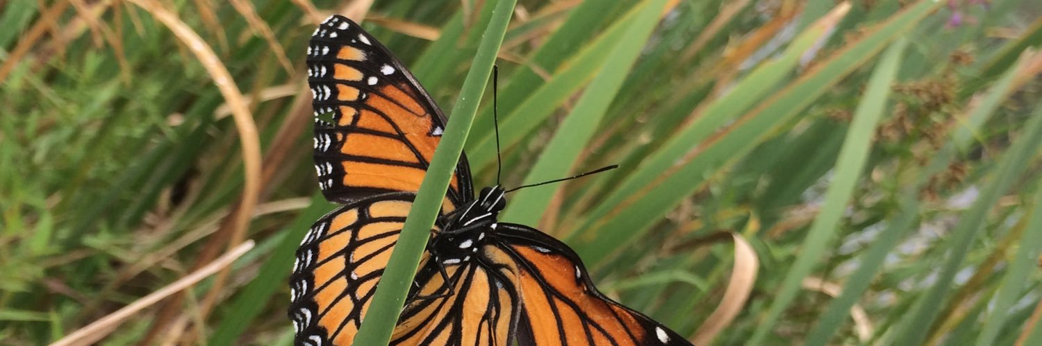 Dr. Berenice Romero banner
