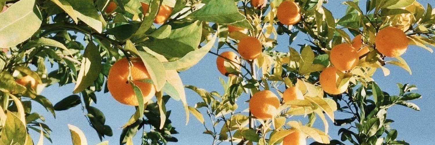 paula DETETIVE EDUARDA FRAGOSO banner