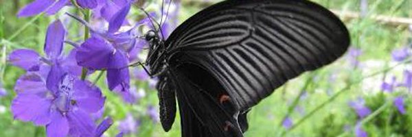 lady_icepick Profile Banner