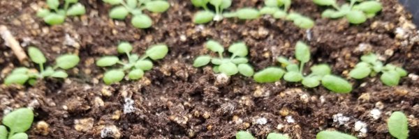 TamarAvShalom Profile Banner