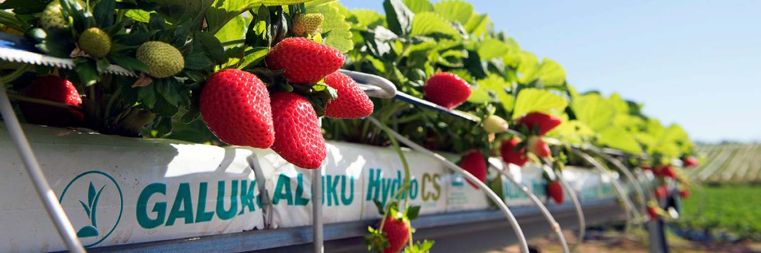 J.S@LinearInc スリランカ＆インドからヤシガラ培土輸入 banner