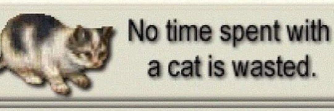 🦇🎃🕸️ cat 🕸️🎃🦇 banner