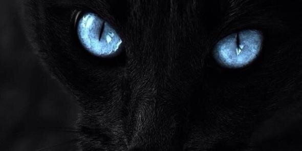 fallan_gueese's profile banner image