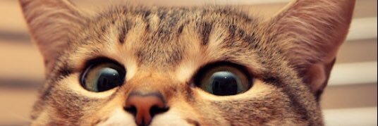 Bow🚫 banner