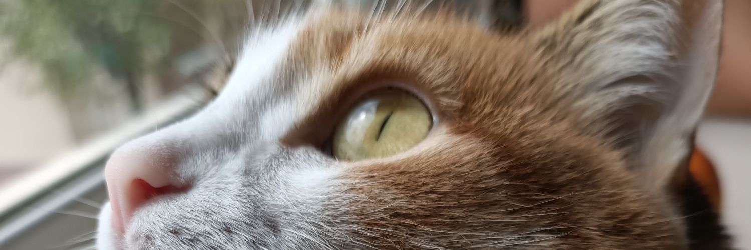acarssmelisa's profile banner image