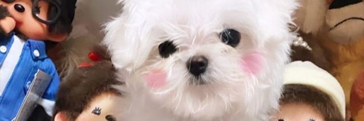 black_roseu's profile banner image