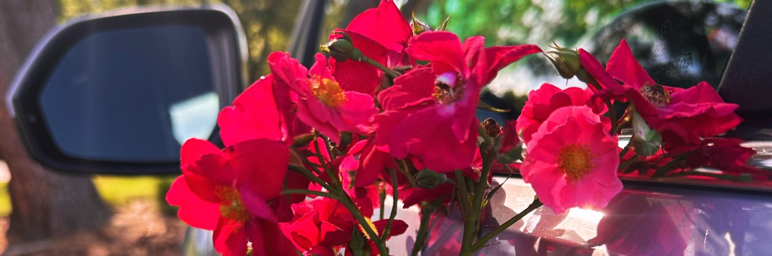 PinksterdaGreat's profile banner image