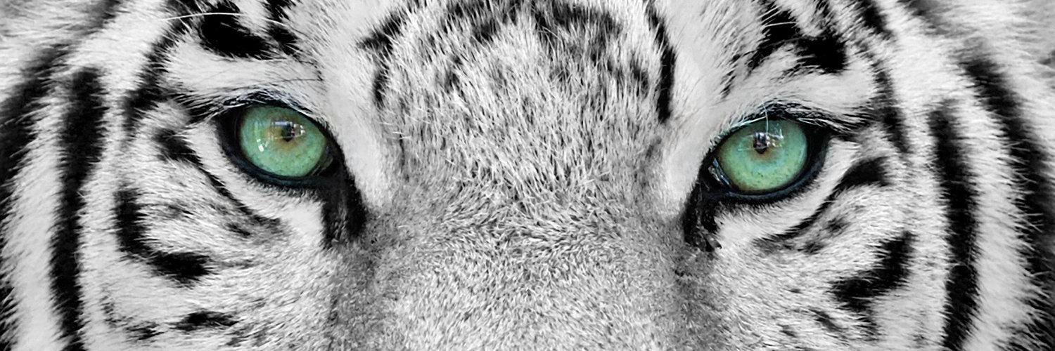 WhiteTigerPR's profile banner image