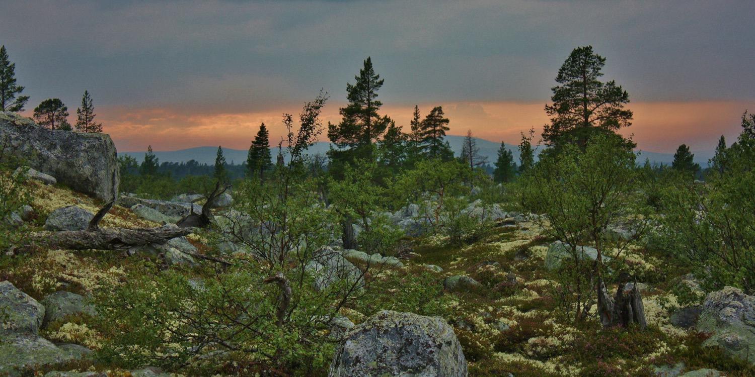 tinelarsen's profile banner image