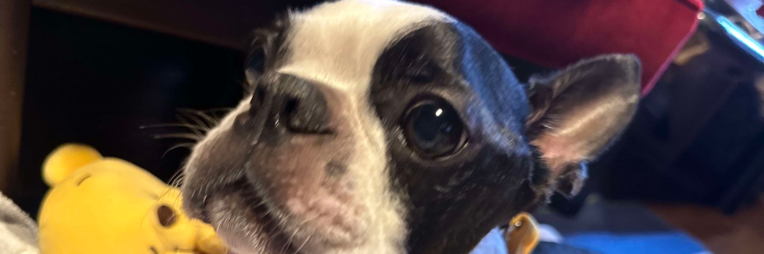 華藤えれな banner