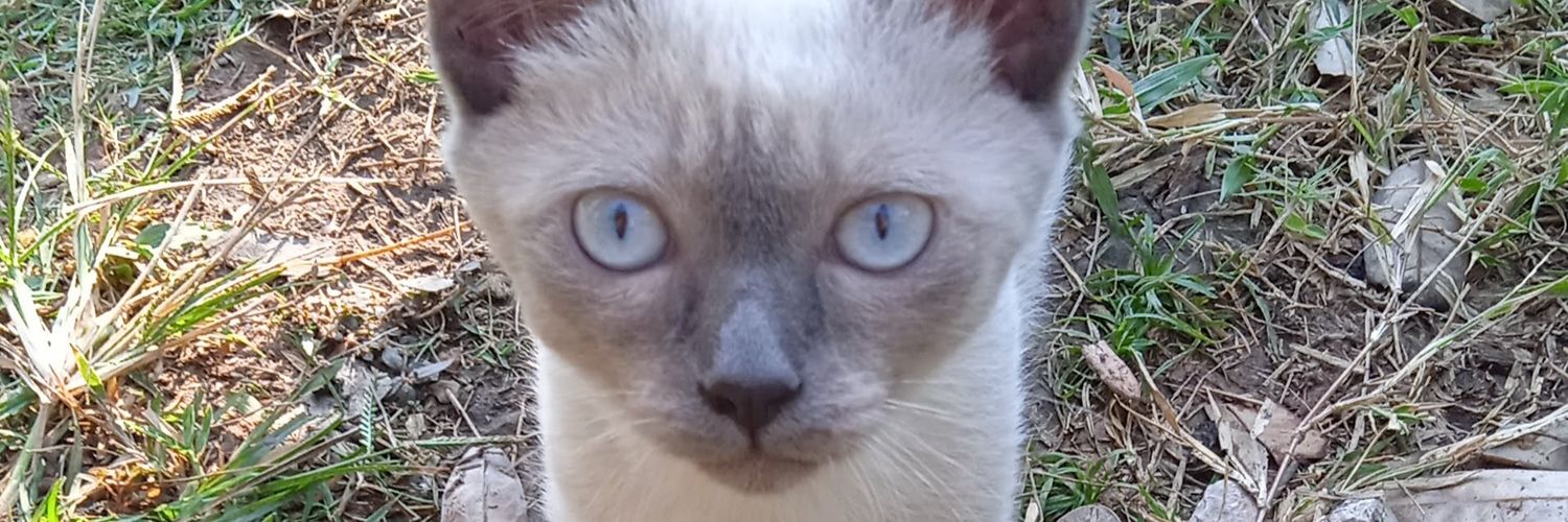 Zen_Kitkasem's profile banner image