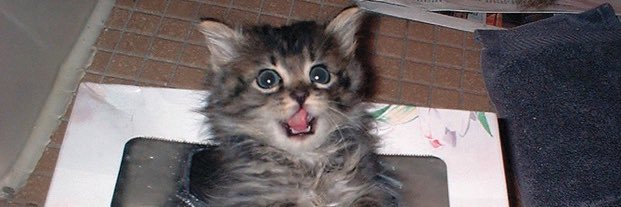 dora’s service monkey banner