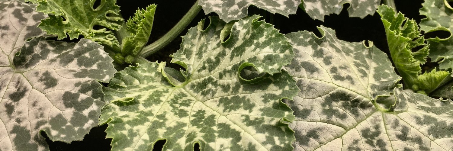 Morgan Thompson (@entothompson.bsky.social) banner