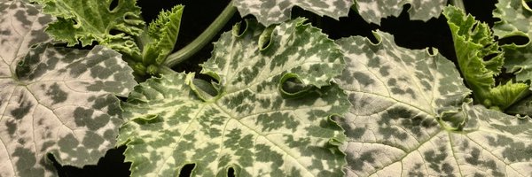 EntoThompson Profile Banner