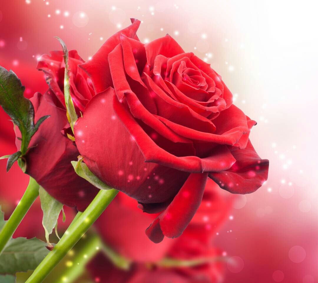 abeer21211's profile banner image