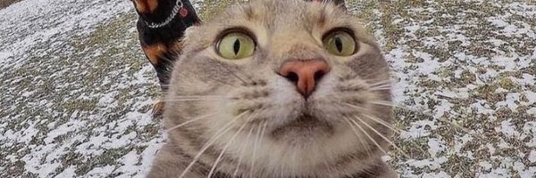 dogeeefn Profile Banner