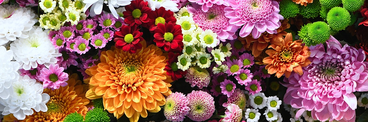 M. Michelle Strambler banner