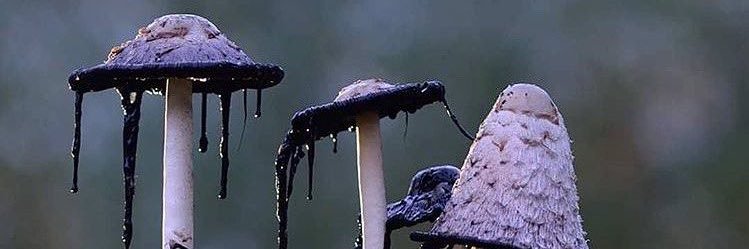 GothicKitten2's profile banner image