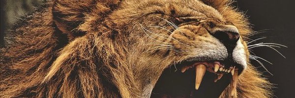 Bell11M Profile Banner
