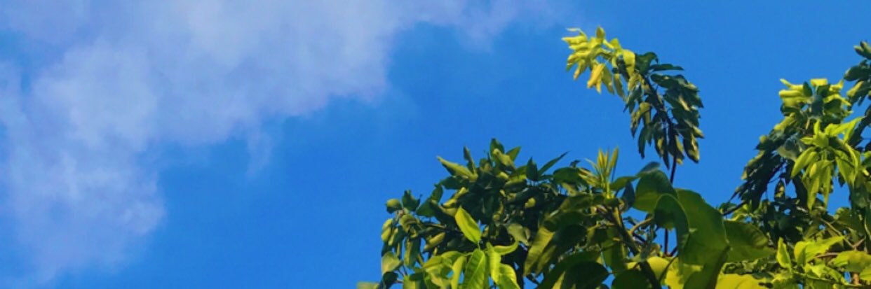 ptriadynti's profile banner image