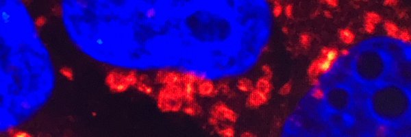 stephalcantara Profile Banner
